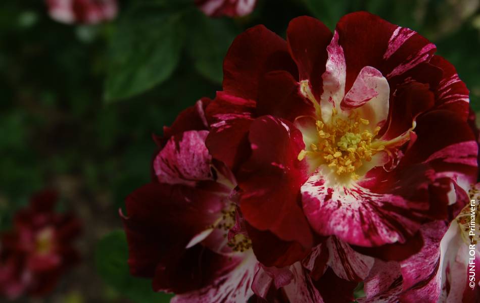 ©SUNFLOR – Primavera